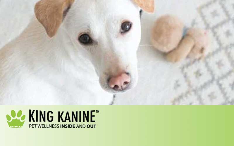 How CBD Can Help Treat Glaucoma in Dogs | King Kanine