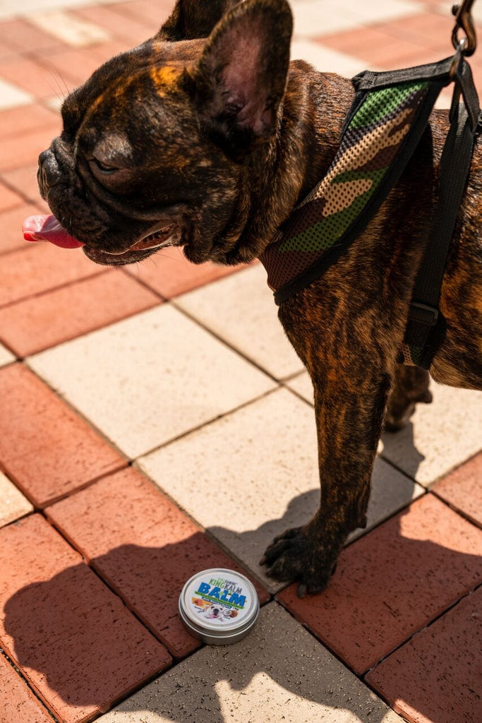 King Kalm CBD Paw Balm