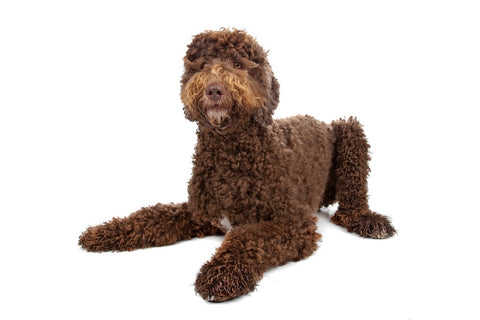 CBD Oil For Labradoodles and Benefits of CBD For Your Dog