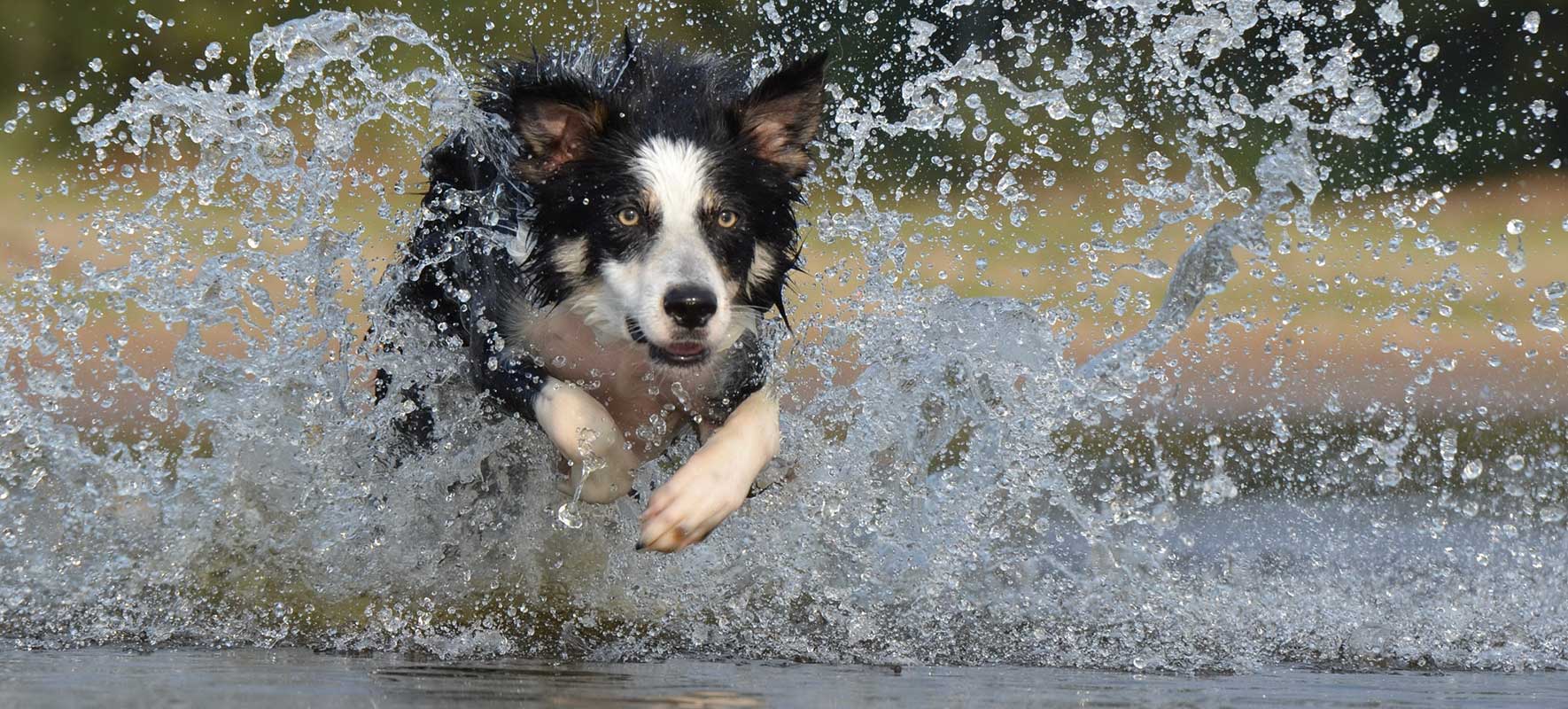 Dog in Water