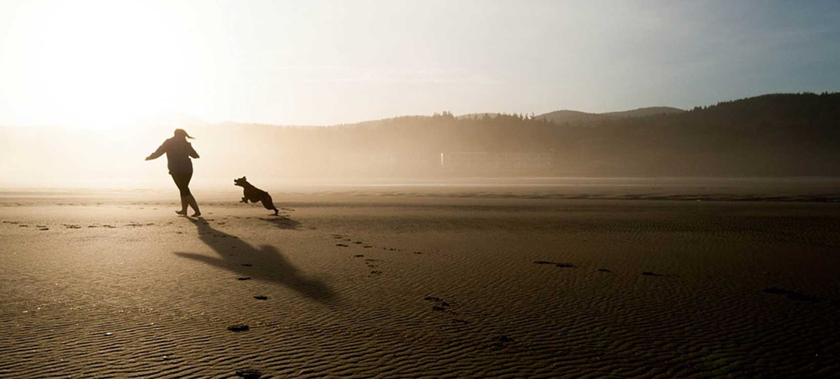 Dog on the beach