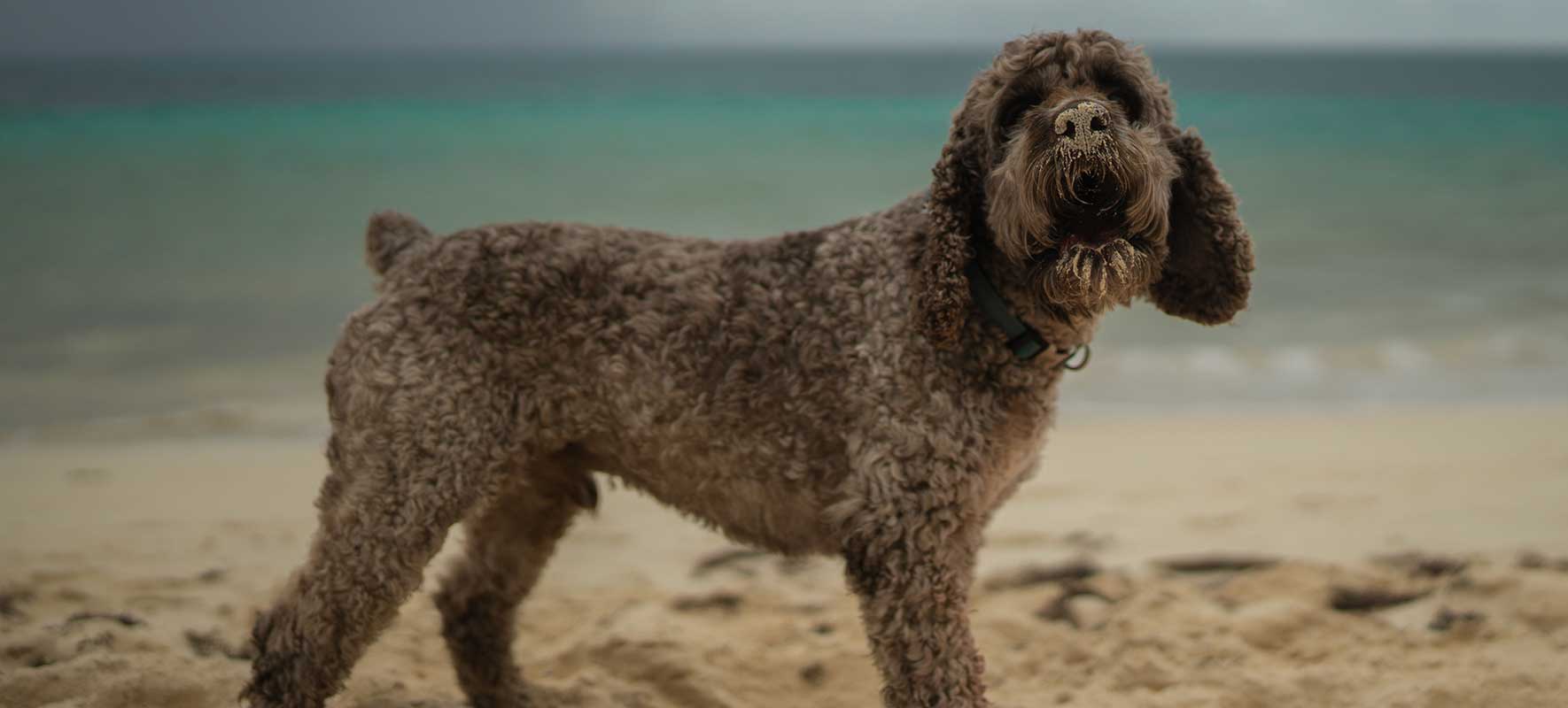 Large Grey Dog on Beach