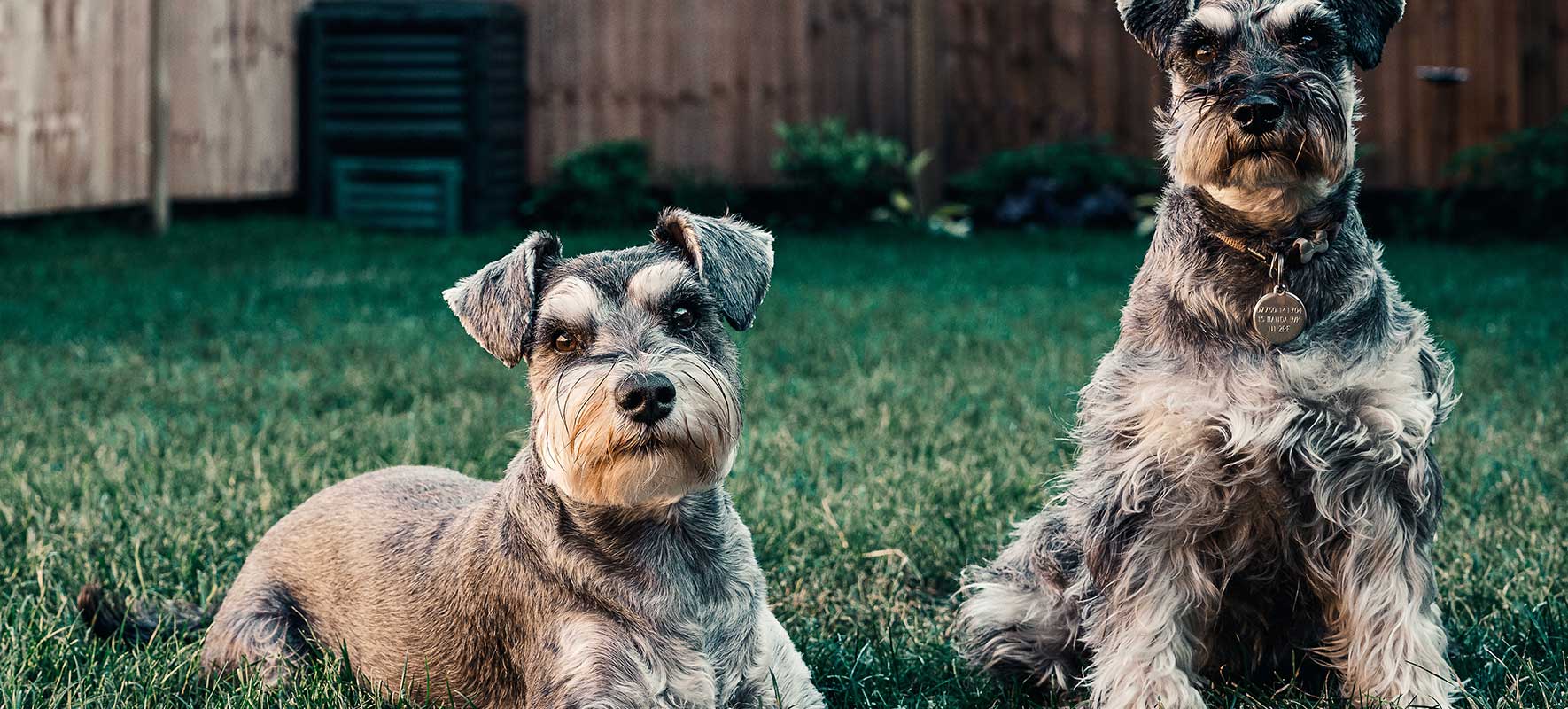 Schnauzer