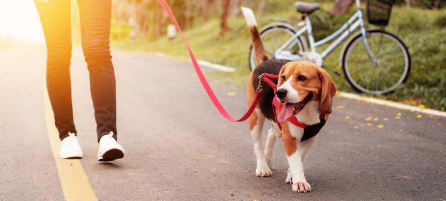 cbd for dog joints