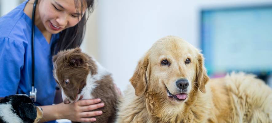 dog science