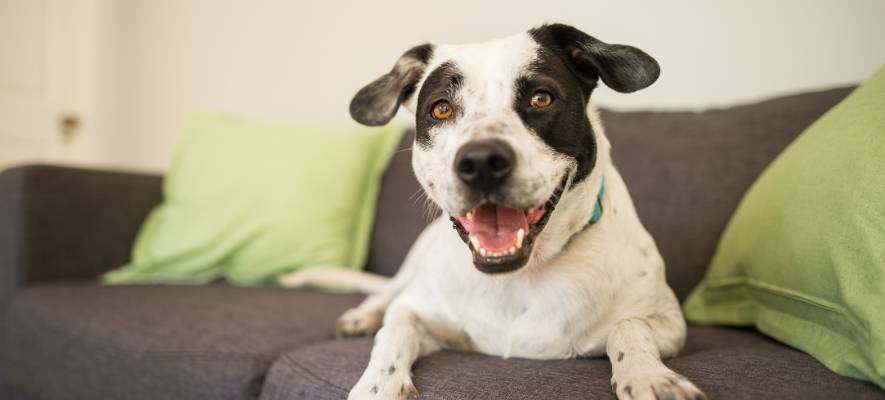 dog smiling on couch