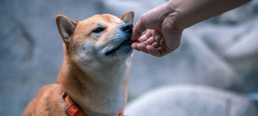 dog getting treat