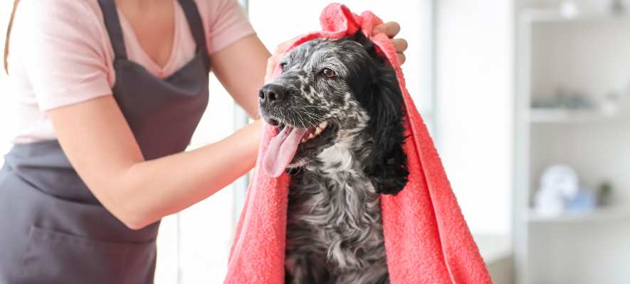 happy dog bath