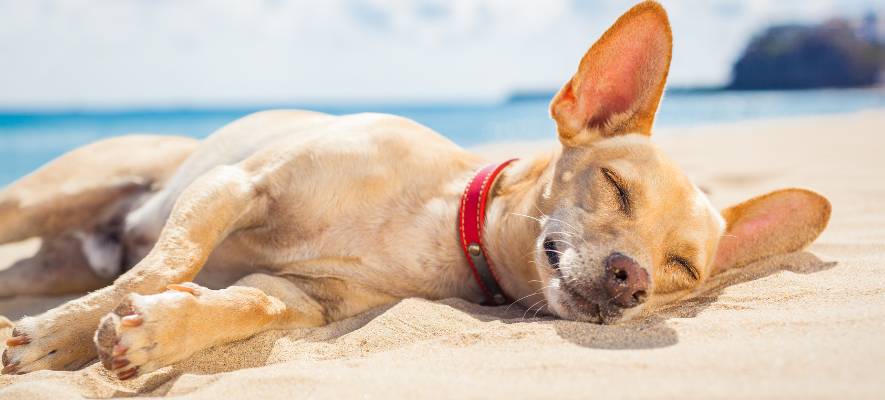 happy dog on the beach