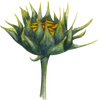 sunflower kuker