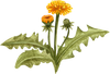 dandelion kuker