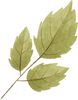 leaf kuker