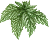 nettle kuker