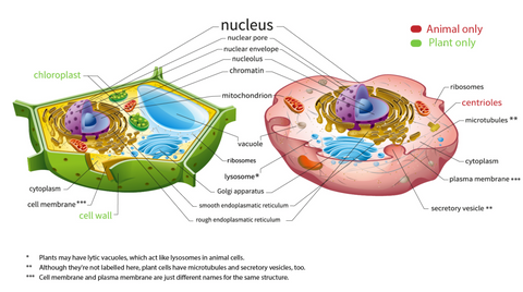 plant human cell