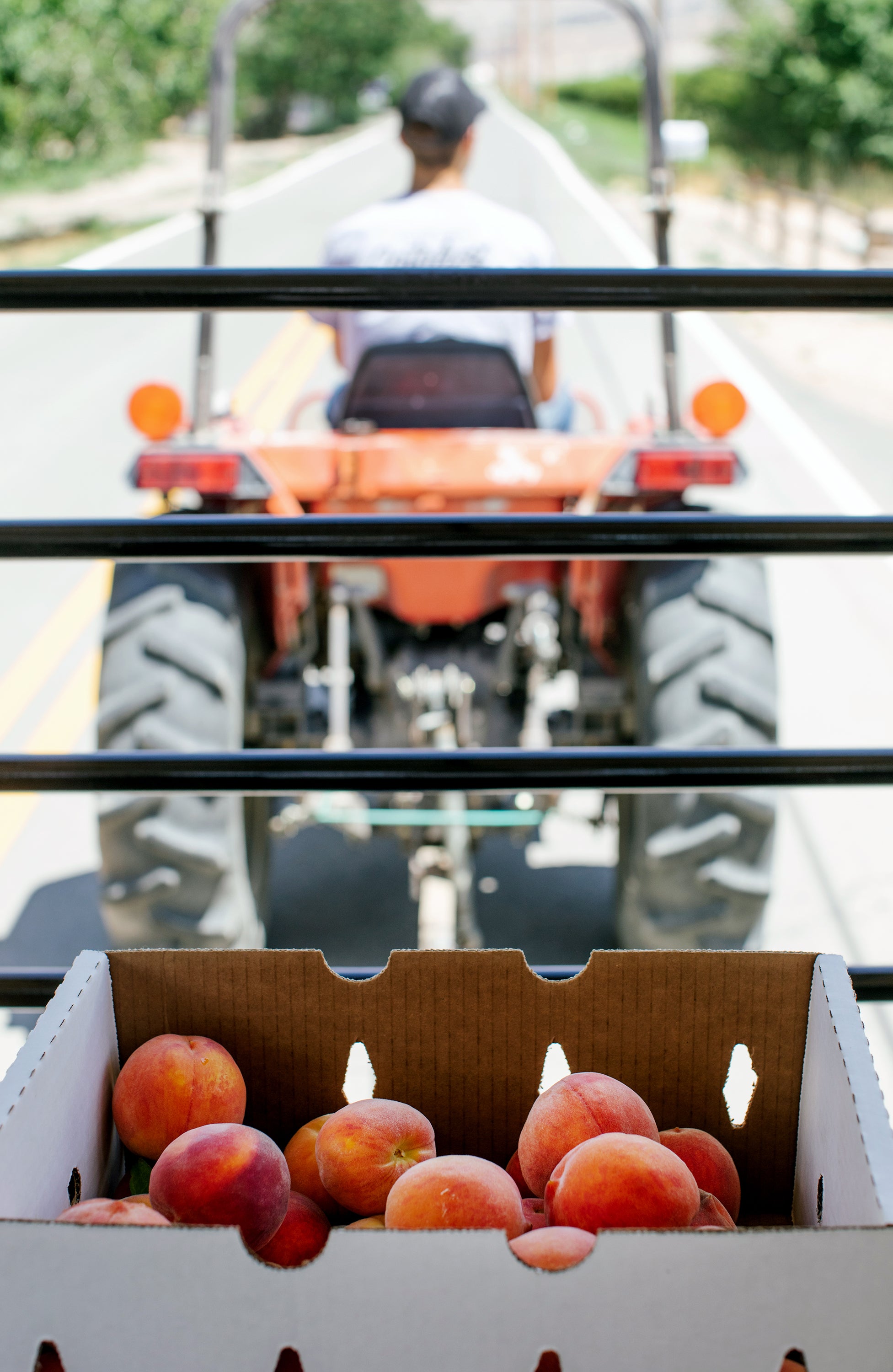 Tractor pulling trailer with a box of peaches