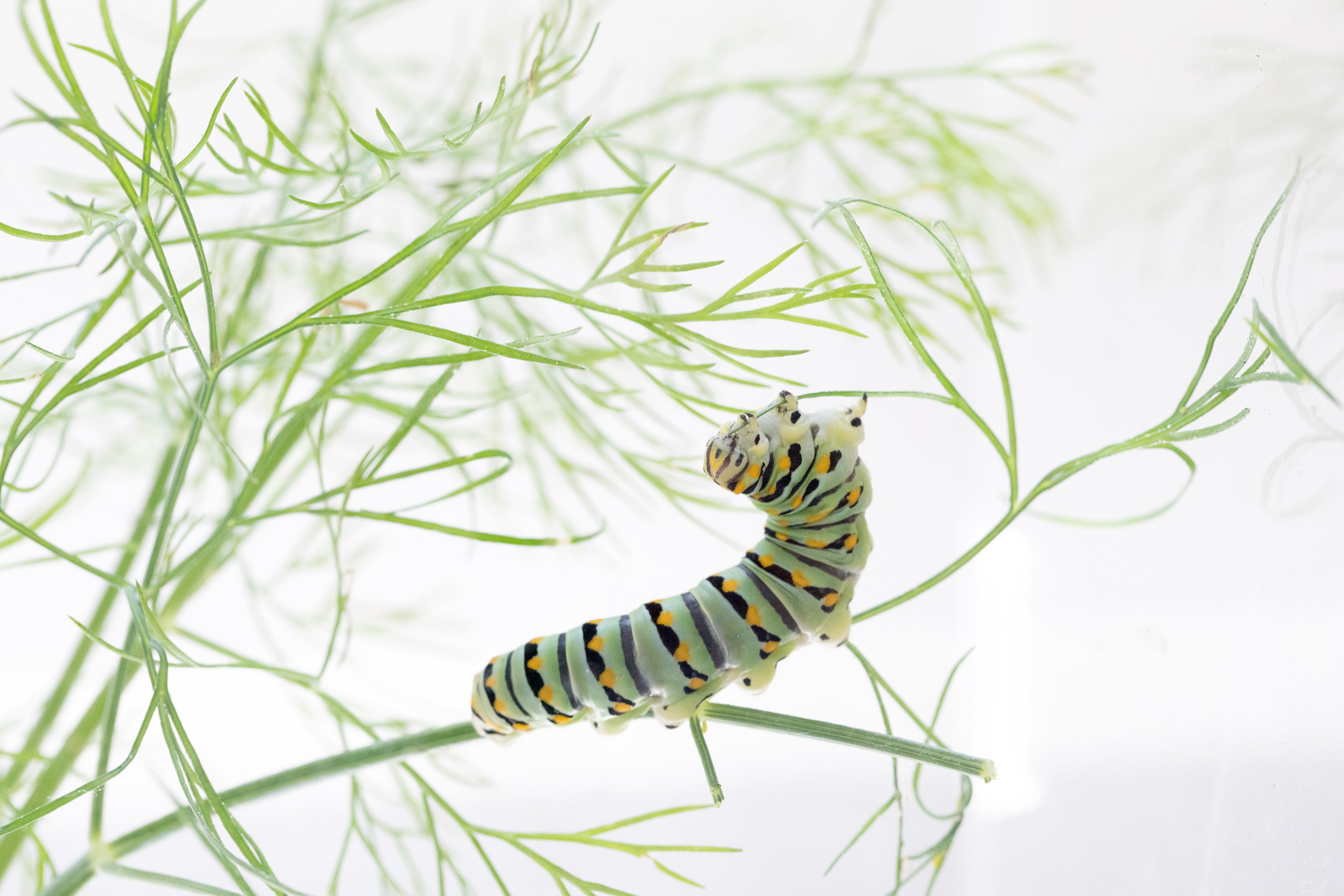 Black swallowtail caterpillar