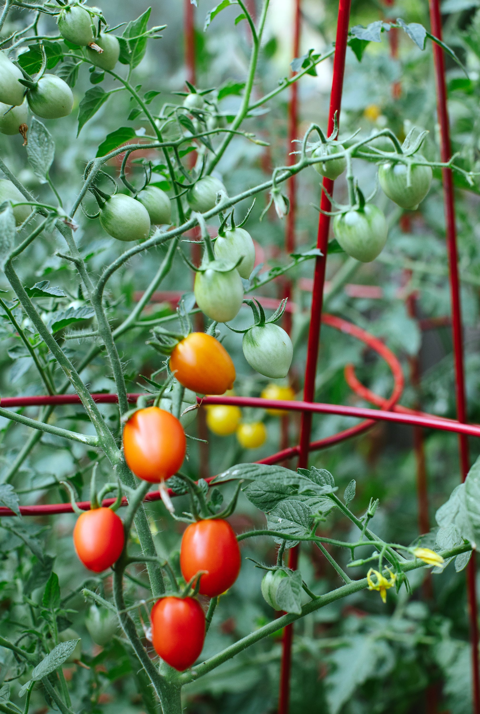 tomatoes on the vine