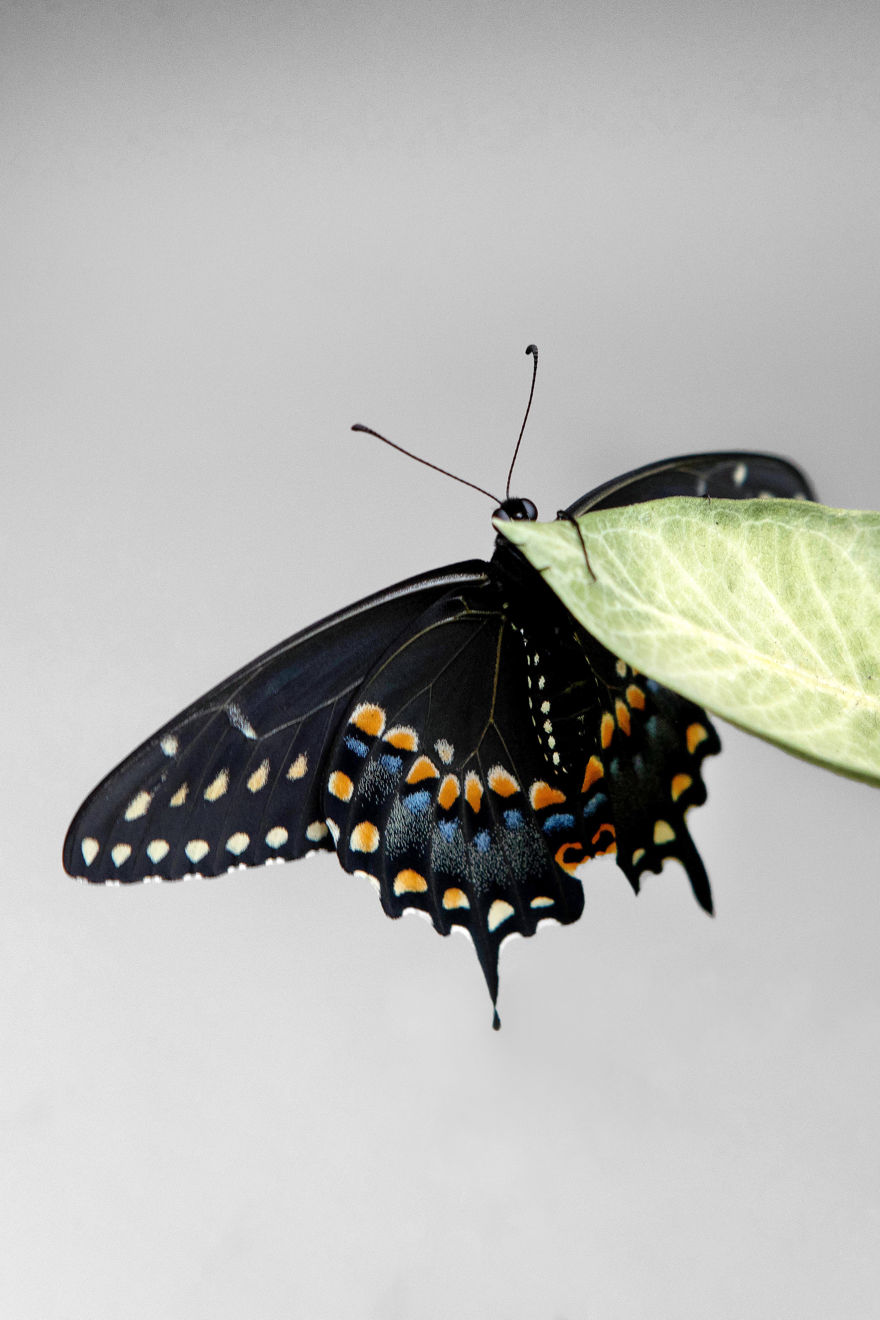 Black swallowtail butterfly