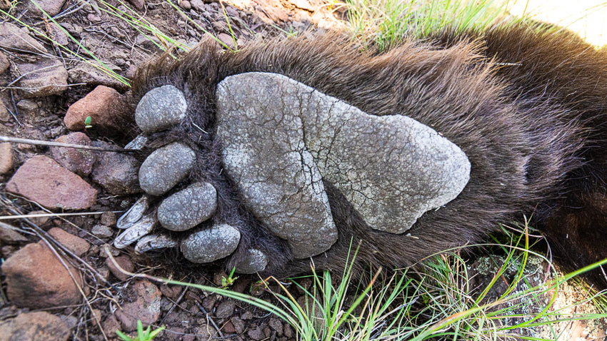 Bear Foot