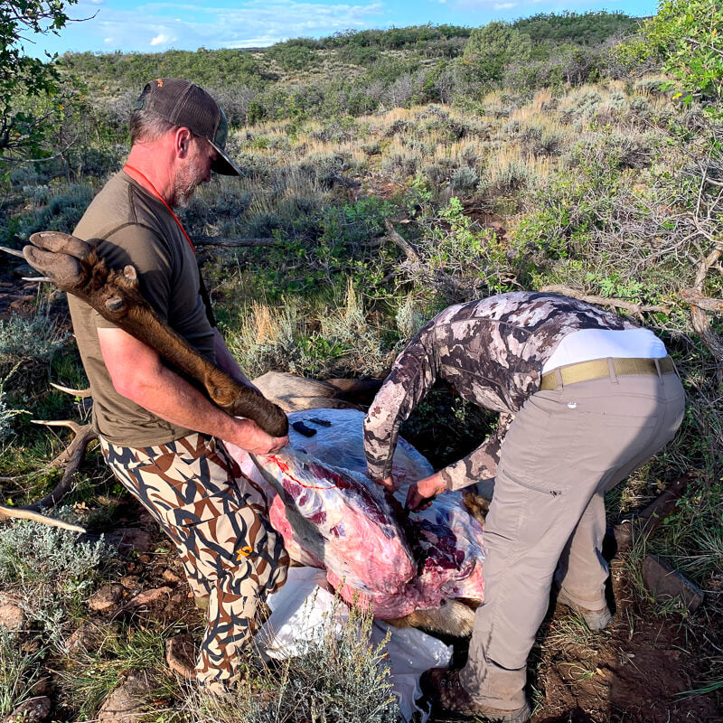 breaking down an elk