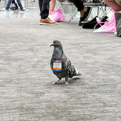 pigeon with badge