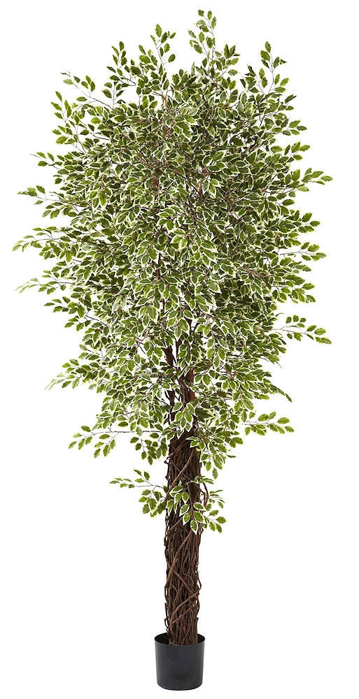 Variegated Small Leaf Weeping Fig Ficus Silk Tree | 7.5 feet