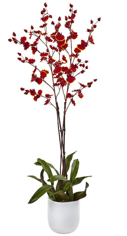 oncidium