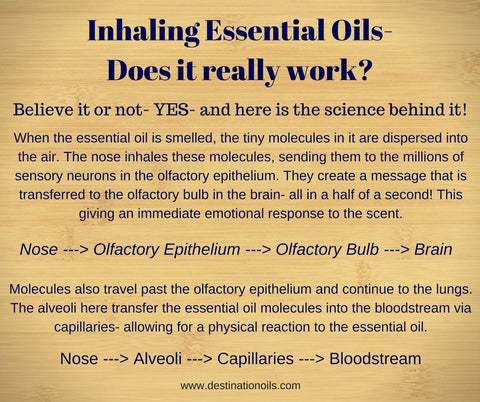 Inhaling Essential Oils- How they Work- Smell response