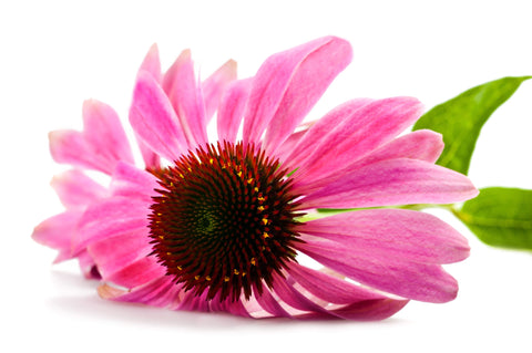 echinacea