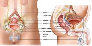 cistite infezione uretra vescica cistite rimedi cause