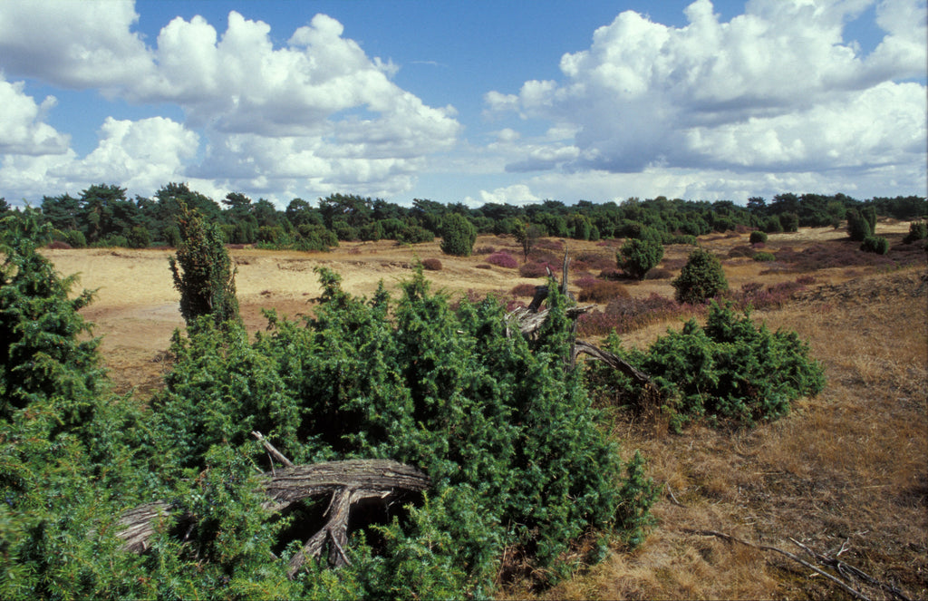 De heide bij de Lemelerberg Lodge By Mölle Landschap Overijssel 