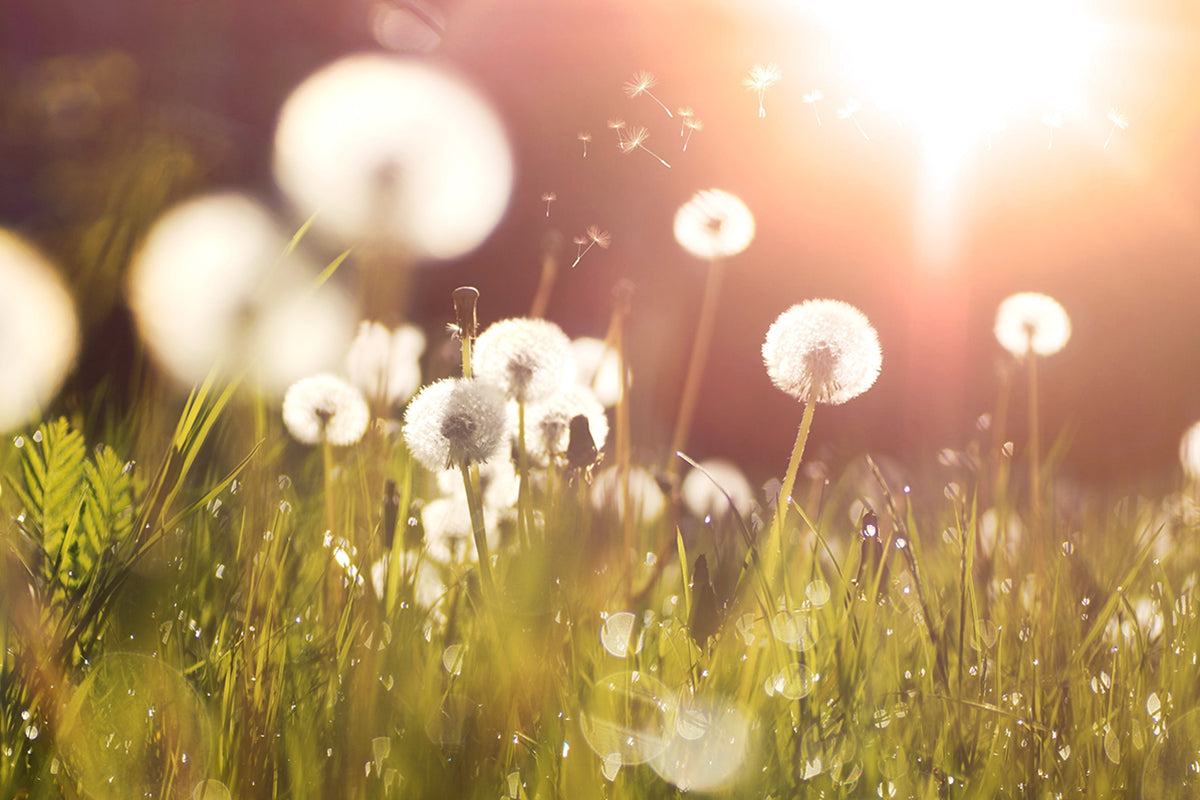 Wilde oogst recept - ode aan de paardenbloem