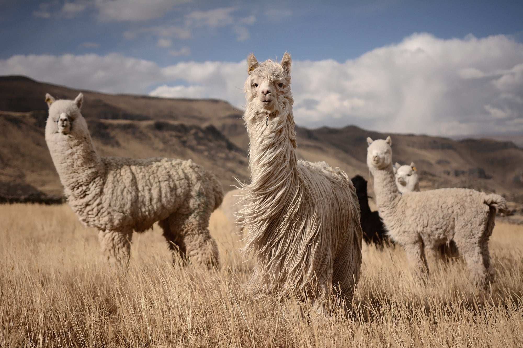 By Mölle Alpaca knit collection