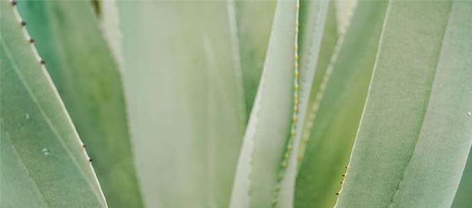 Aloe Vera gegen juckende und trockene Haut im Winter