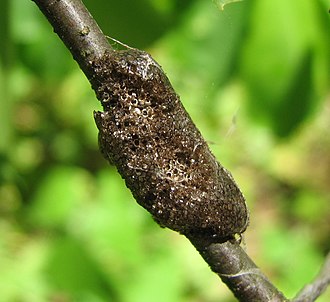 tent caterpillar egg sack