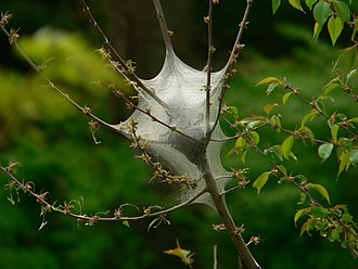 what does tent caterpillar web look like