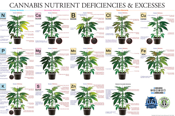 Future Harvest Jorge Cervantes Chart Cannabis Deficiencies Toxicity