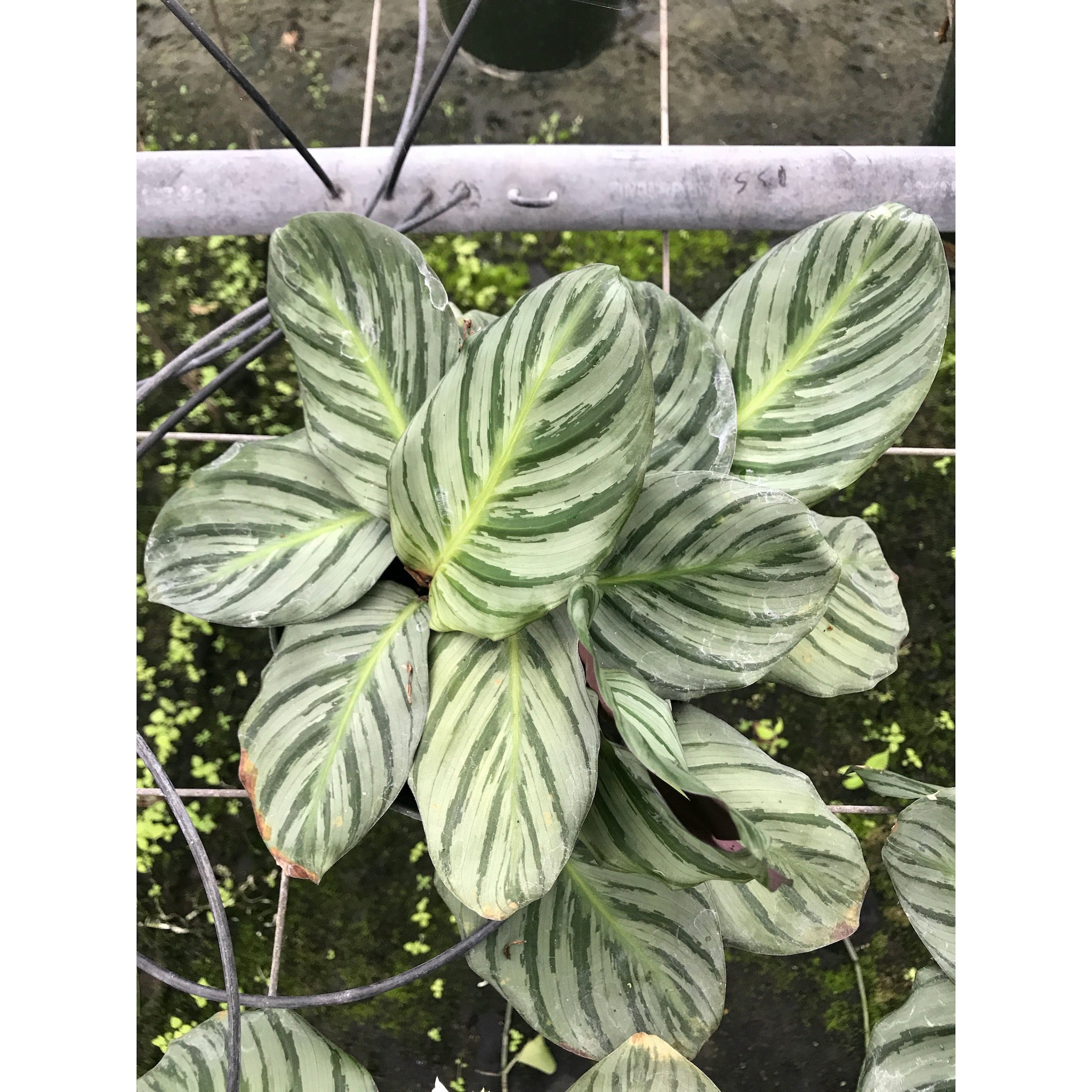  Calathea  fucata EXTREMELY RARE  LIMITED Tezula LLC