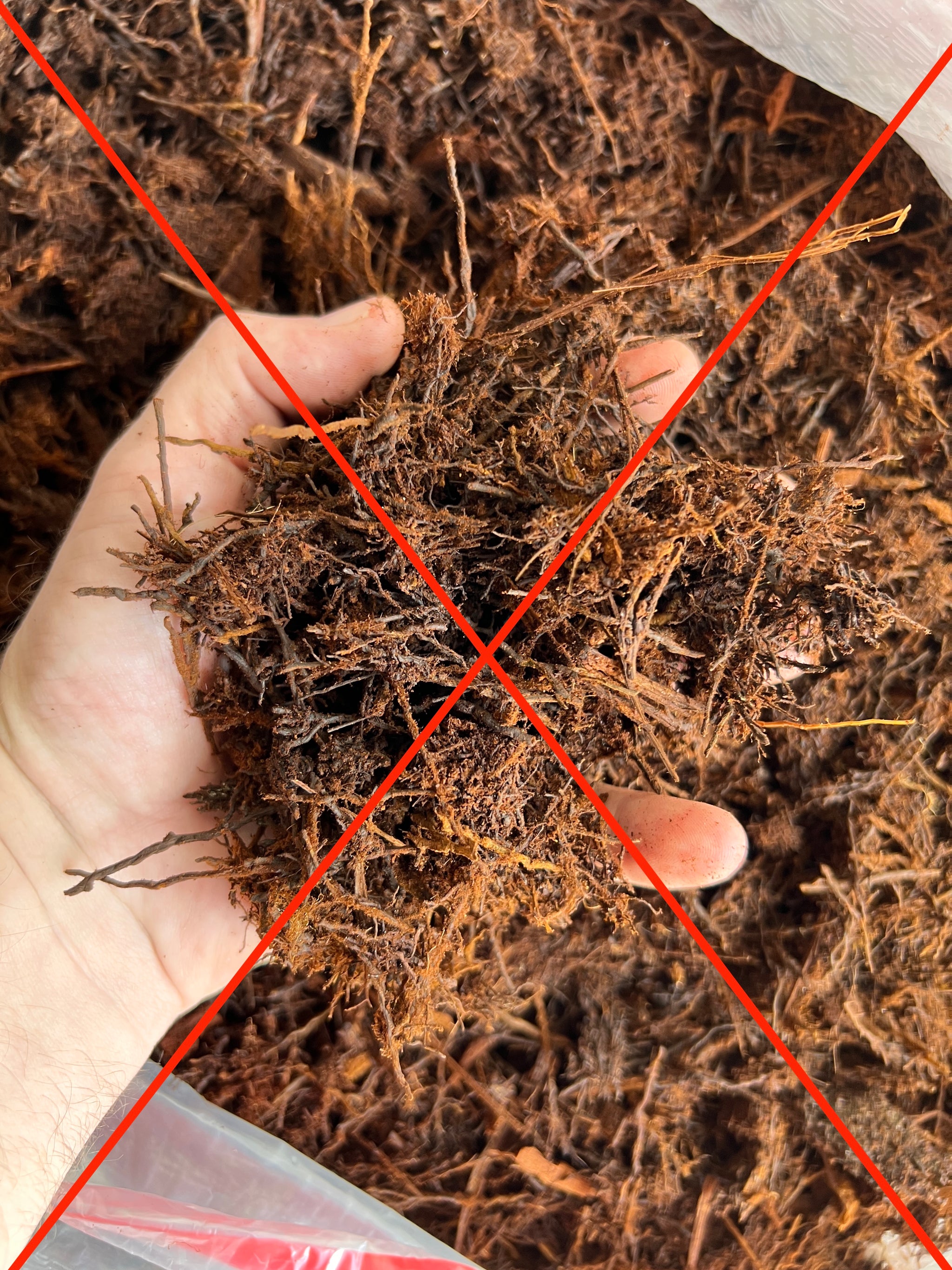 New Zealand Sphagnum Moss petal 