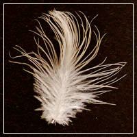 types of down feathers