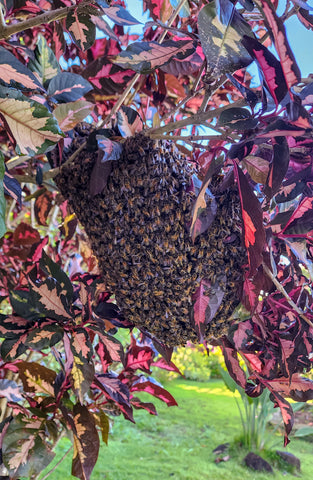Bee Swarm on Branch