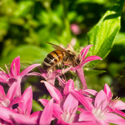 Bee Pollinating a Flower