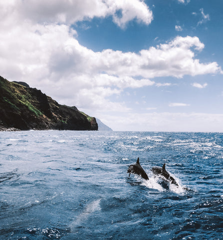 Swimming with Dolphins off the east coast of Oahu