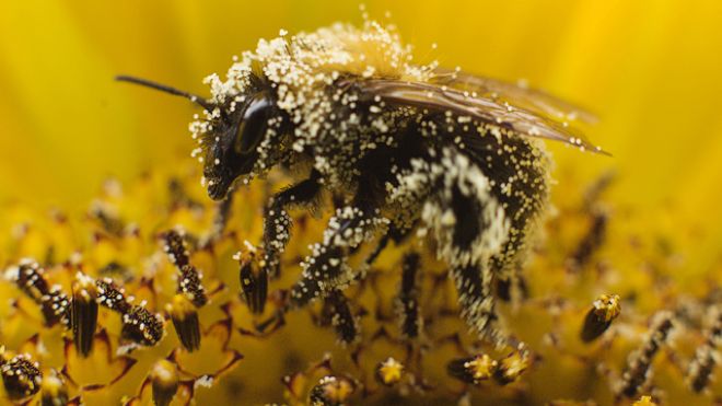 Bee Pollen – HoneyGirlOrganics