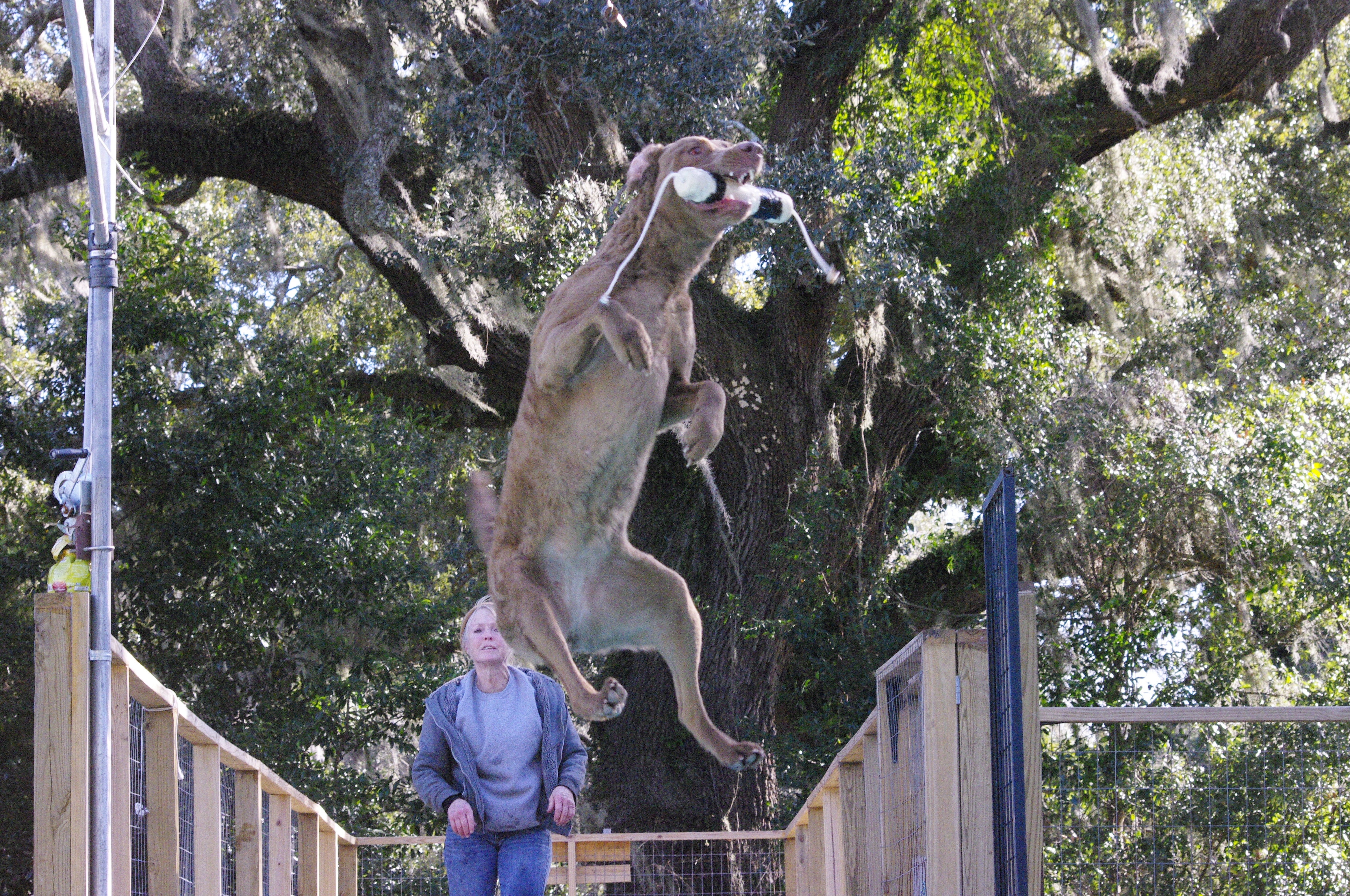 Jumping dogs South Carolina