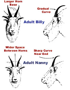 Mountain goat sex diferentiation