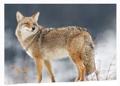 Coyote Hunting Tips