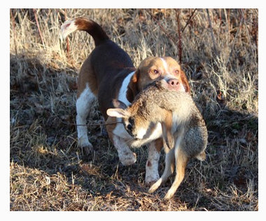 can beagle dog hunt