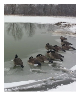 Ducks hunting on ice