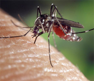 Avoid mosquitoes bites